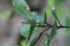 Ficus microcarpa